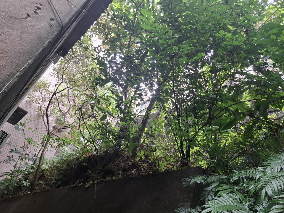 園藝維護案件圖片