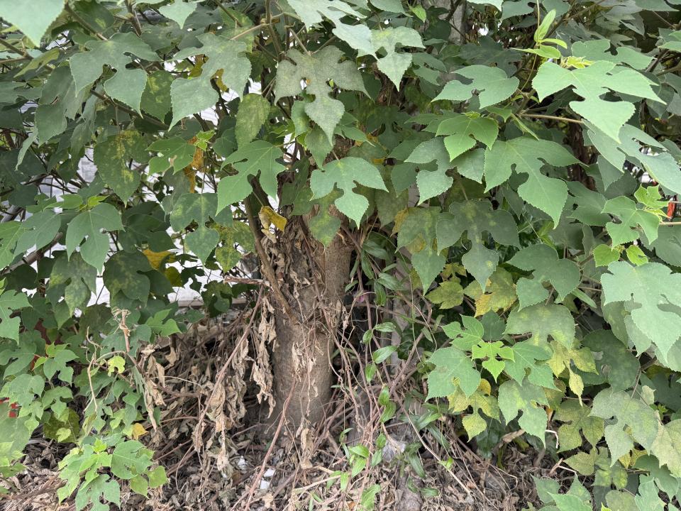 園藝維護案件圖片