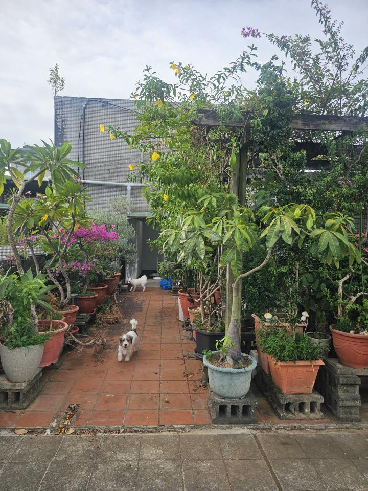 園藝維護案件圖片