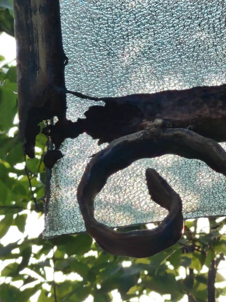 採光罩案件圖片