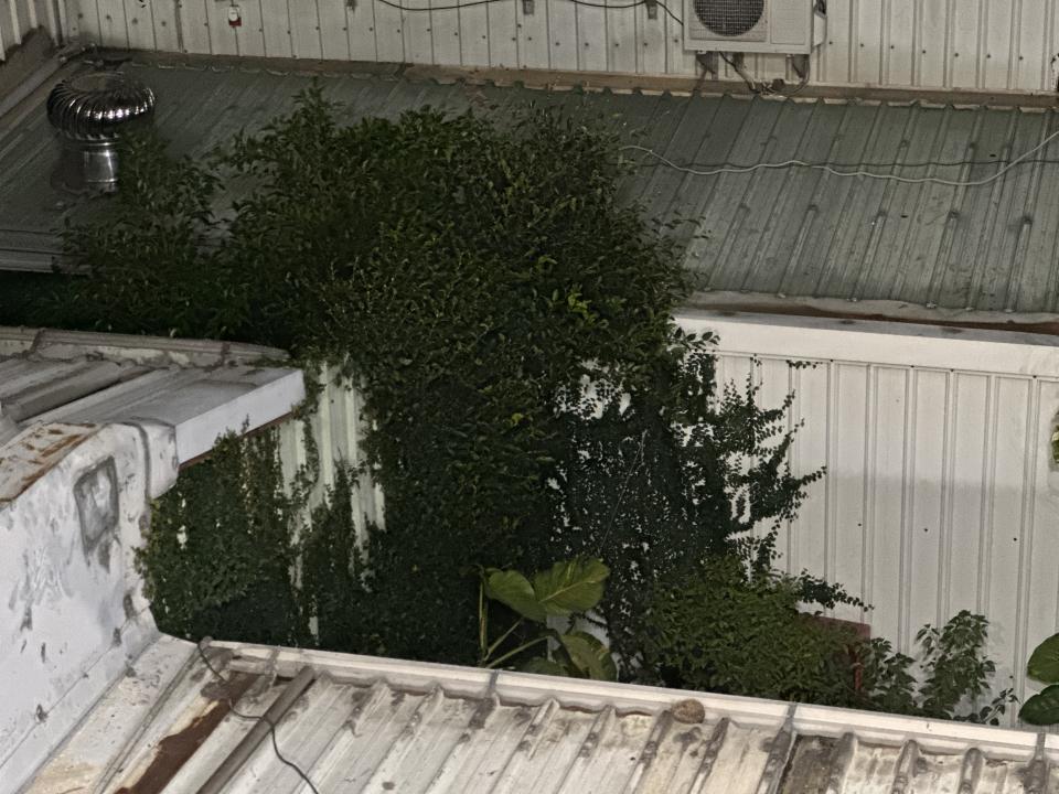 園藝維護案件圖片