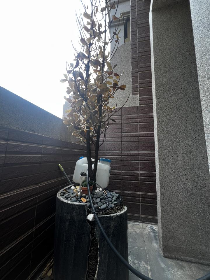 園藝維護案件圖片