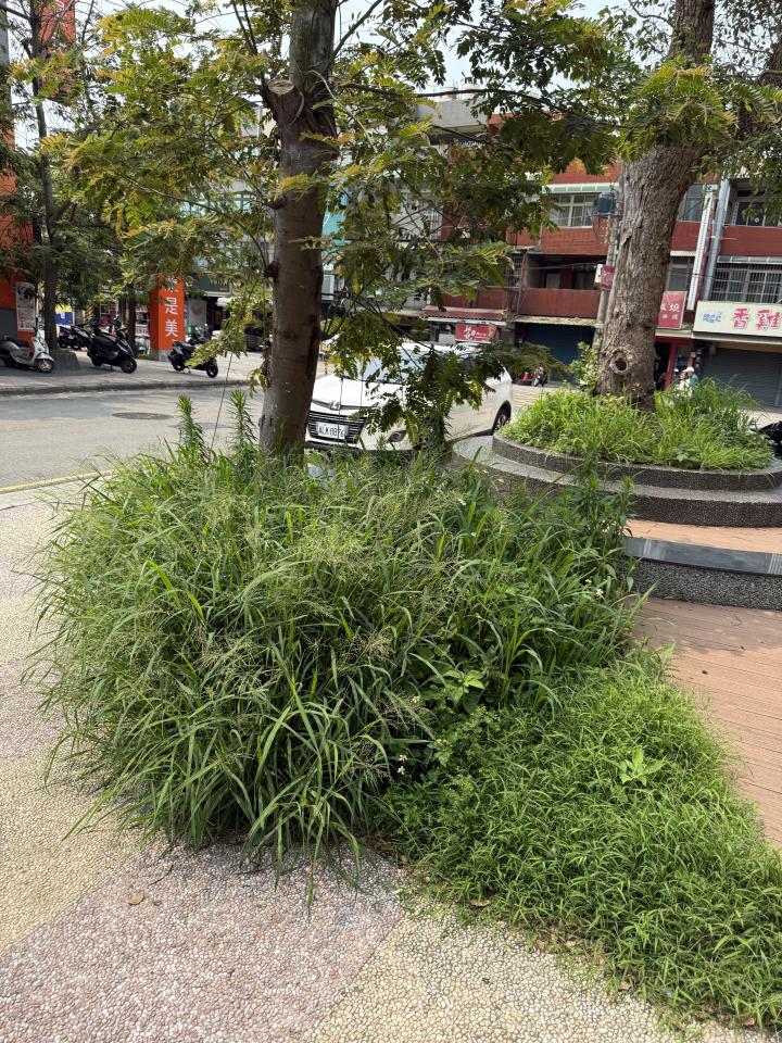 園藝維護案件圖片