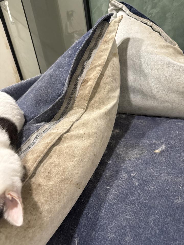 沙發清潔案件圖片