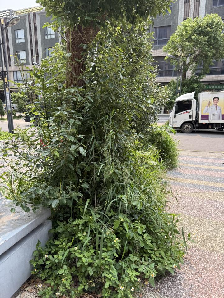 園藝維護案件圖片