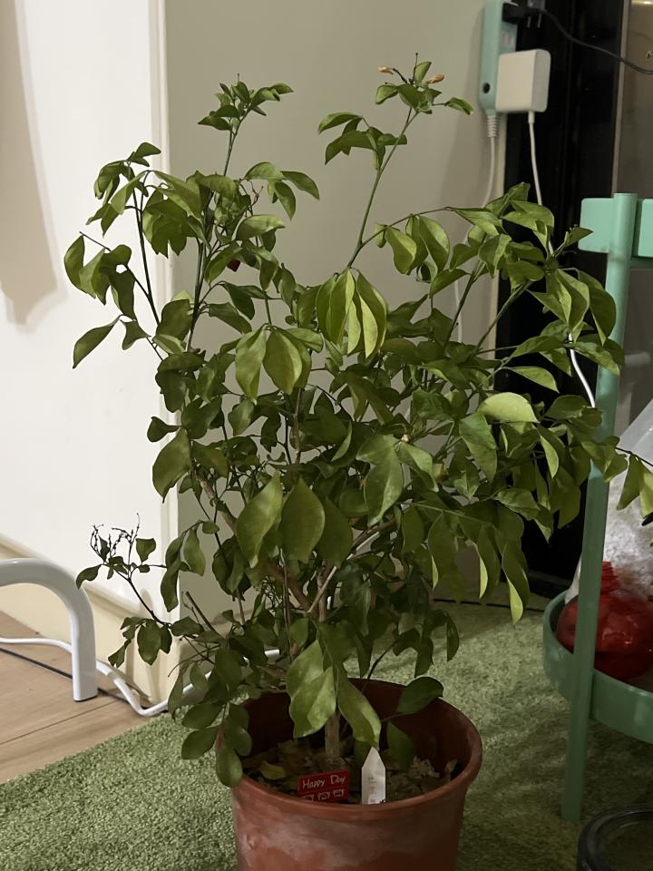 植物診療師案件圖片