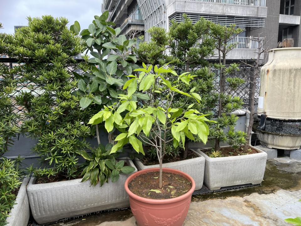 園藝維護案件圖片