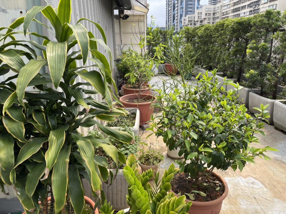 園藝維護案件圖片