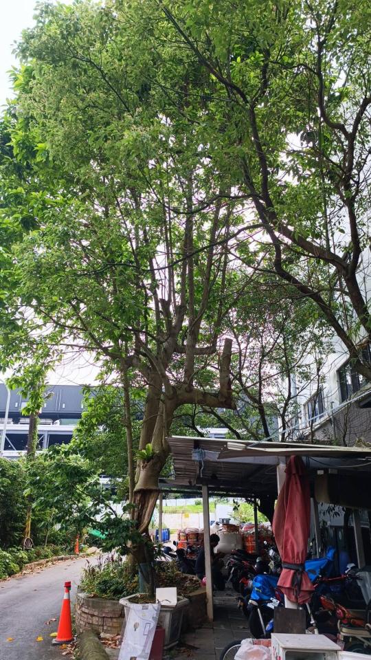 園藝維護案件圖片