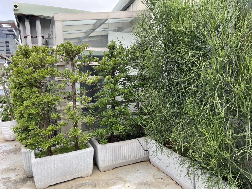 園藝維護案件圖片