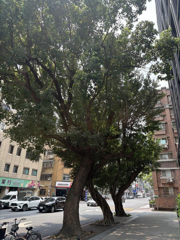 園藝維護案件圖片