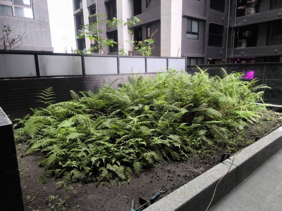 園藝設計案件圖片