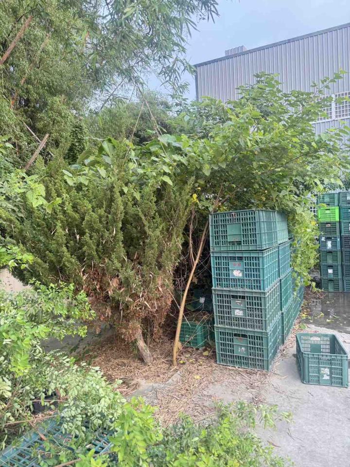 園藝維護案件圖片