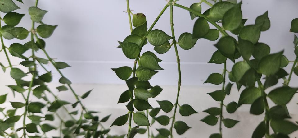 植物診療師案件圖片