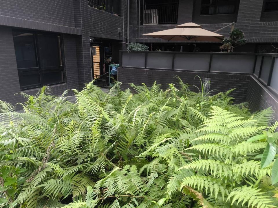 園藝設計案件圖片