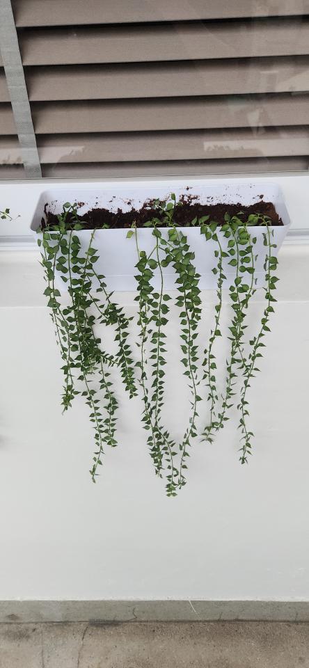 植物診療師案件圖片