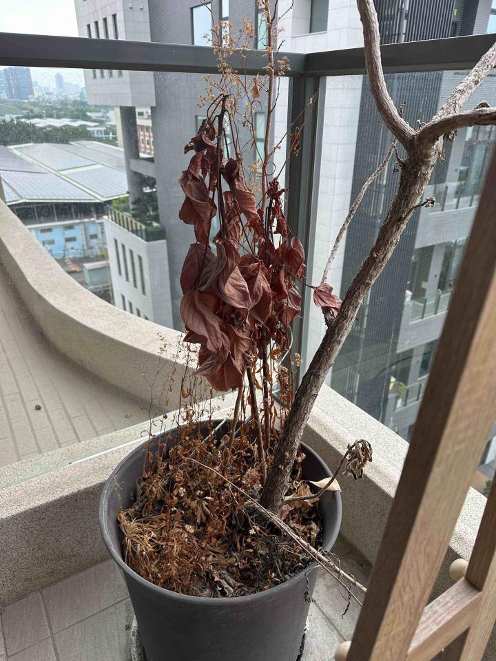 園藝維護案件圖片