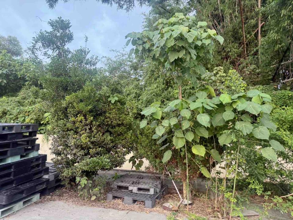 園藝維護案件圖片