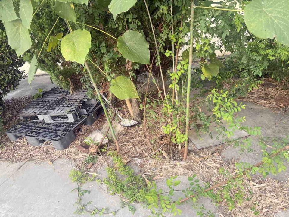 園藝維護案件圖片