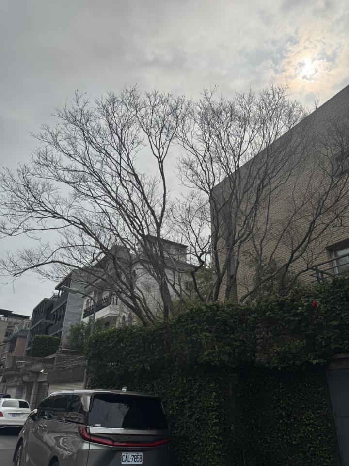 園藝維護案件圖片