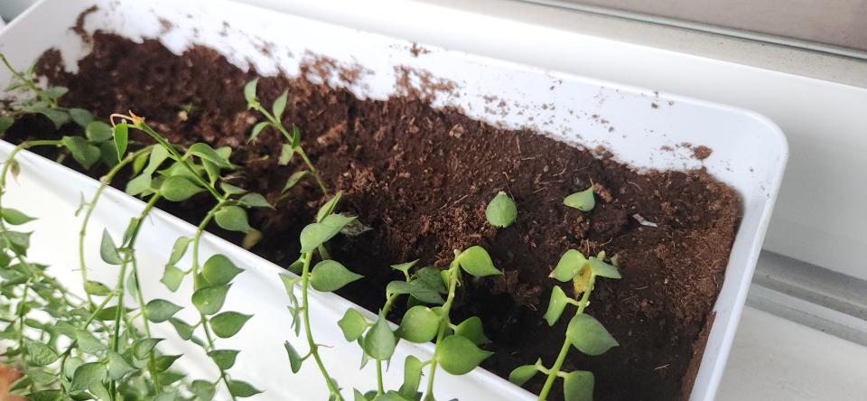 植物診療師案件圖片