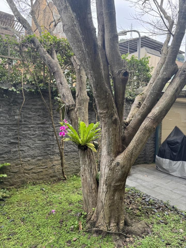 園藝維護案件圖片