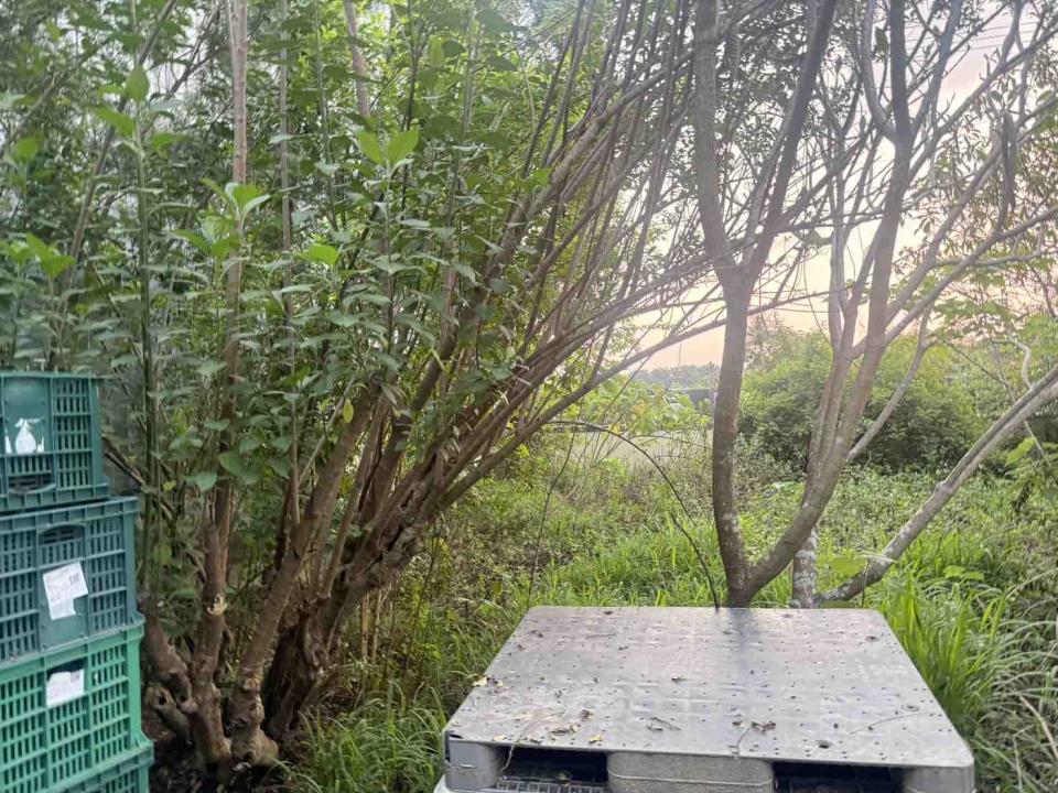 園藝維護案件圖片