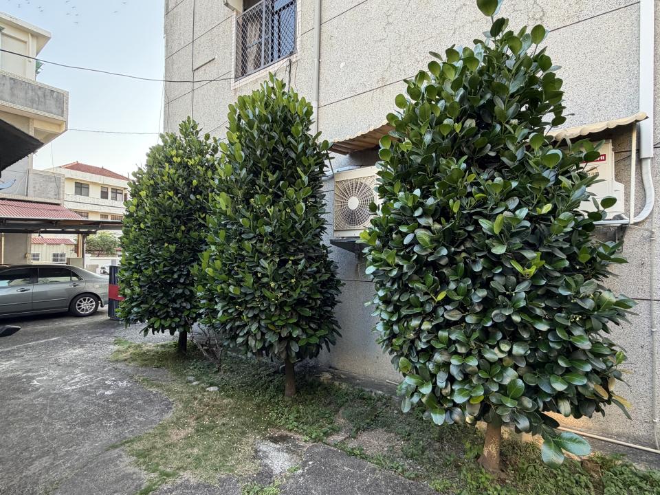 園藝維護案件圖片