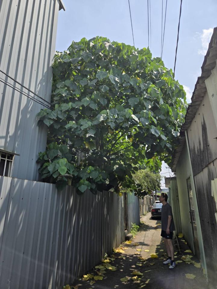 園藝維護案件圖片