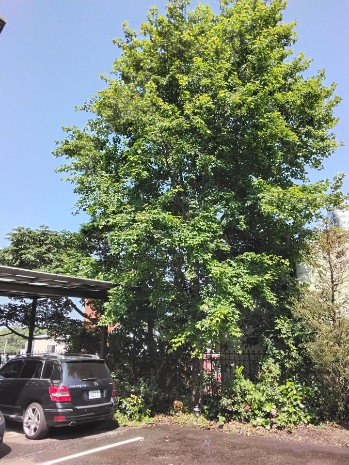 園藝維護案件圖片