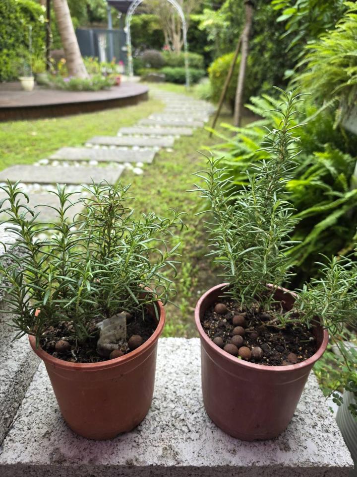 園藝維護案件圖片