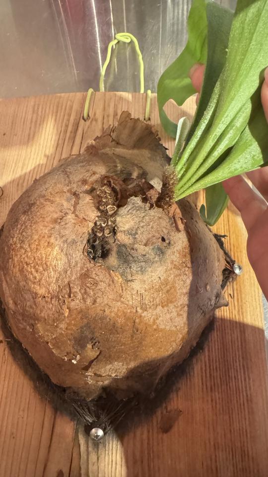 植物診療師案件圖片