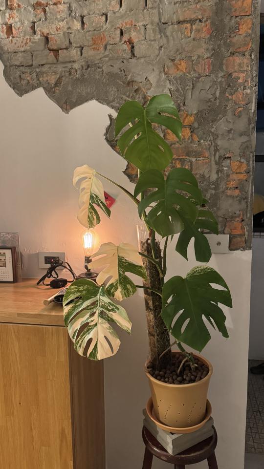 園藝維護案件圖片