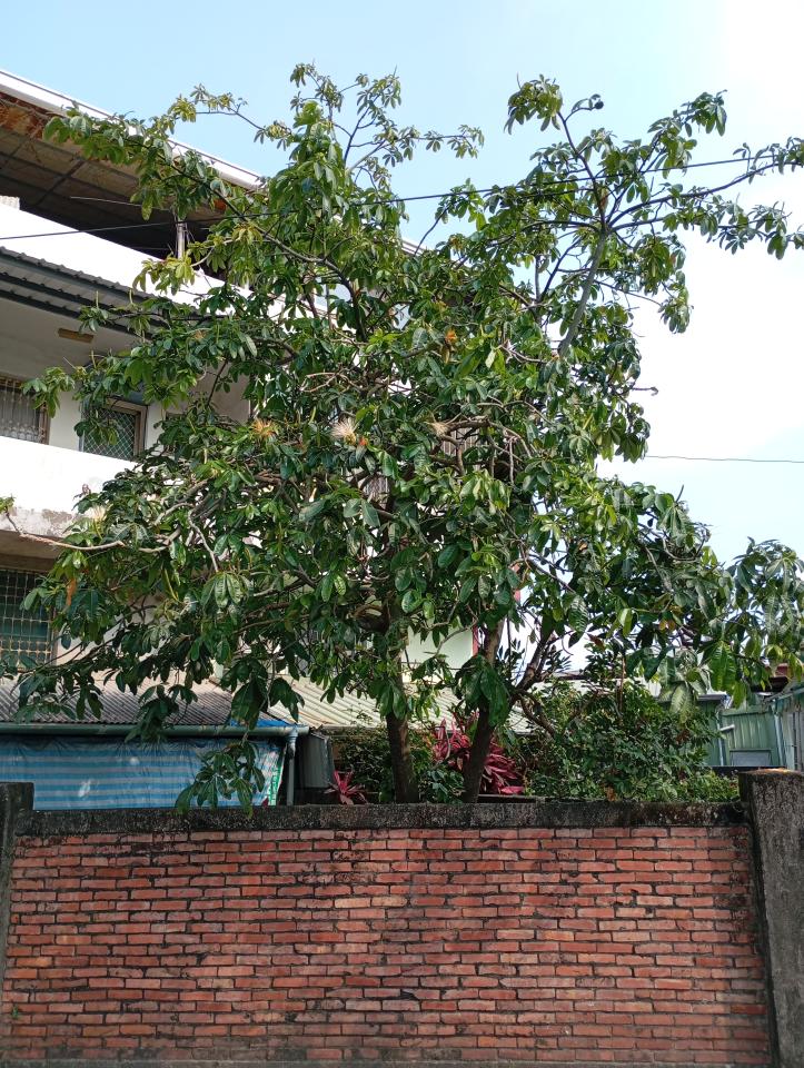 園藝維護案件圖片