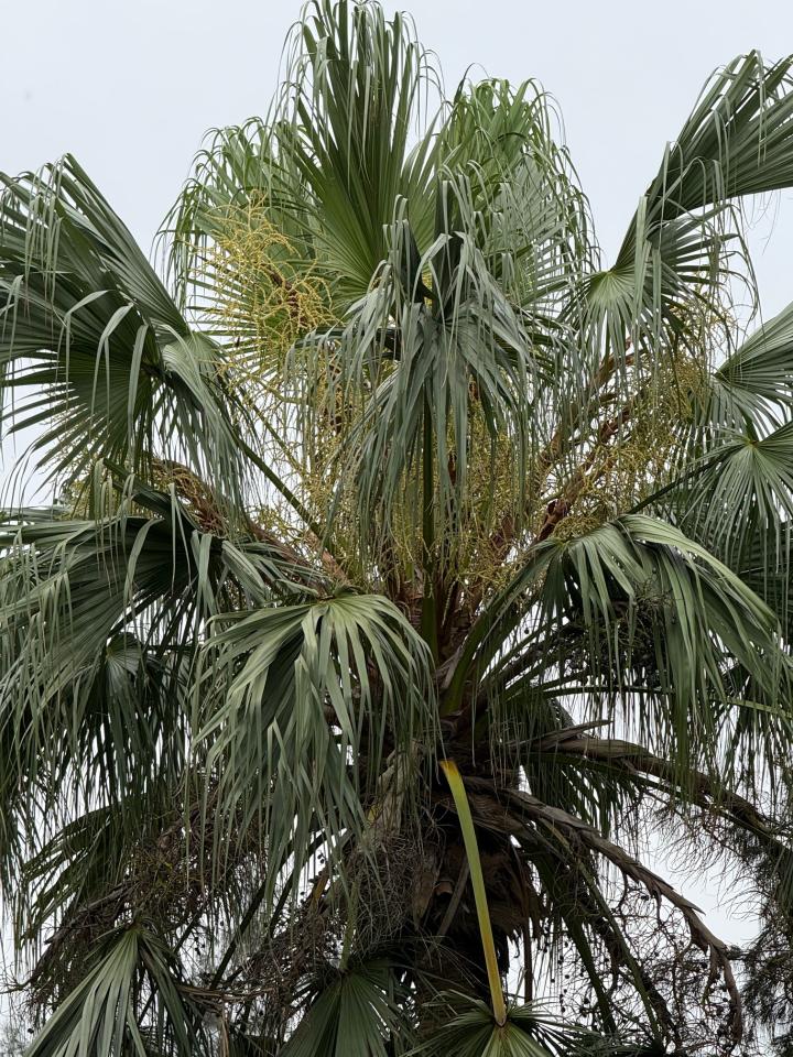 園藝維護案件圖片