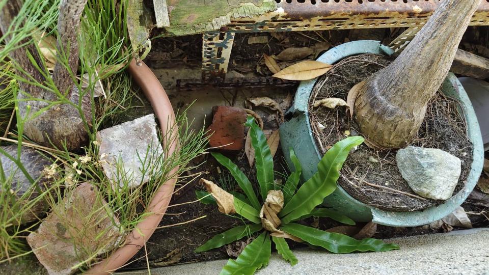 園藝維護案件圖片