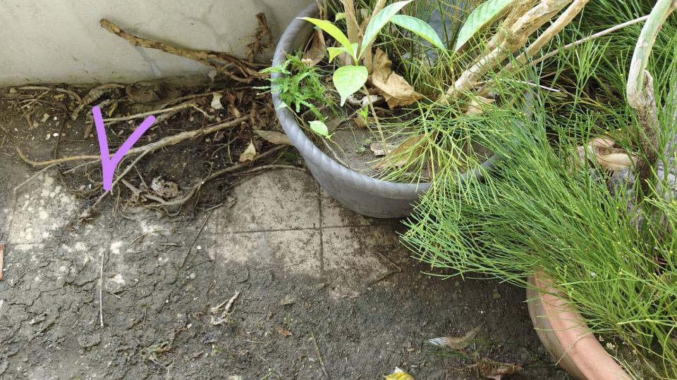 園藝維護案件圖片