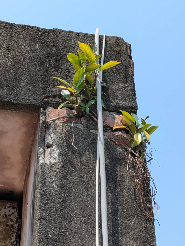 園藝維護案件圖片