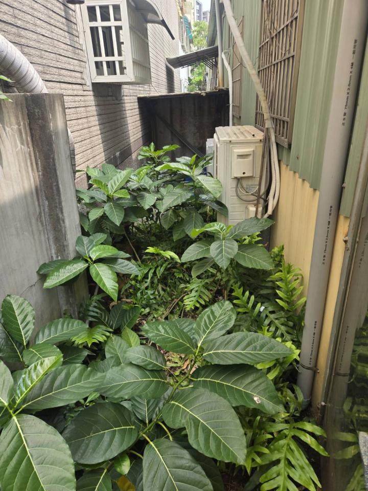 園藝維護案件圖片