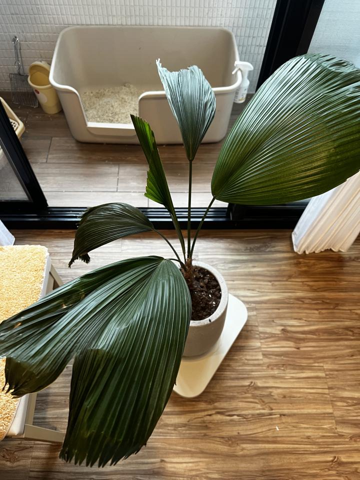 植物診療師案件圖片