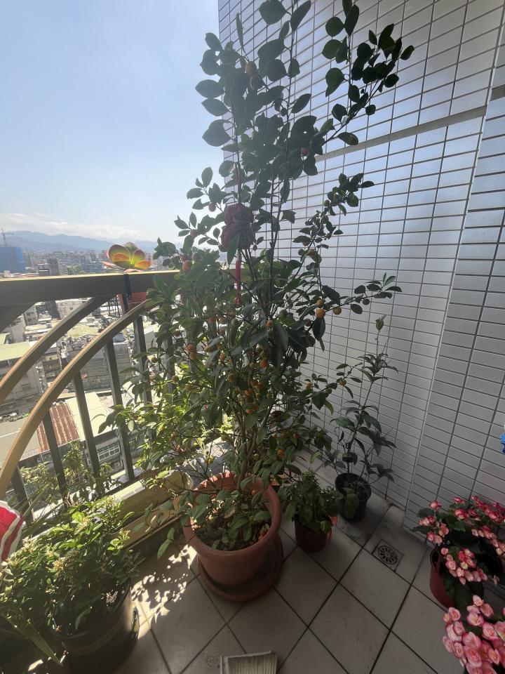 園藝維護案件圖片