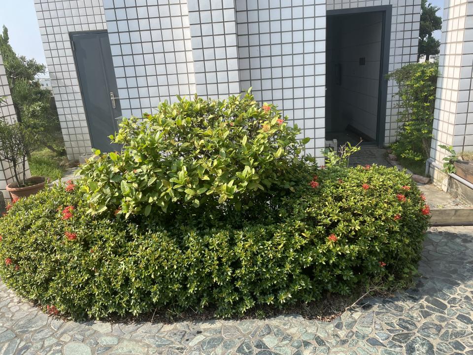 園藝維護案件圖片