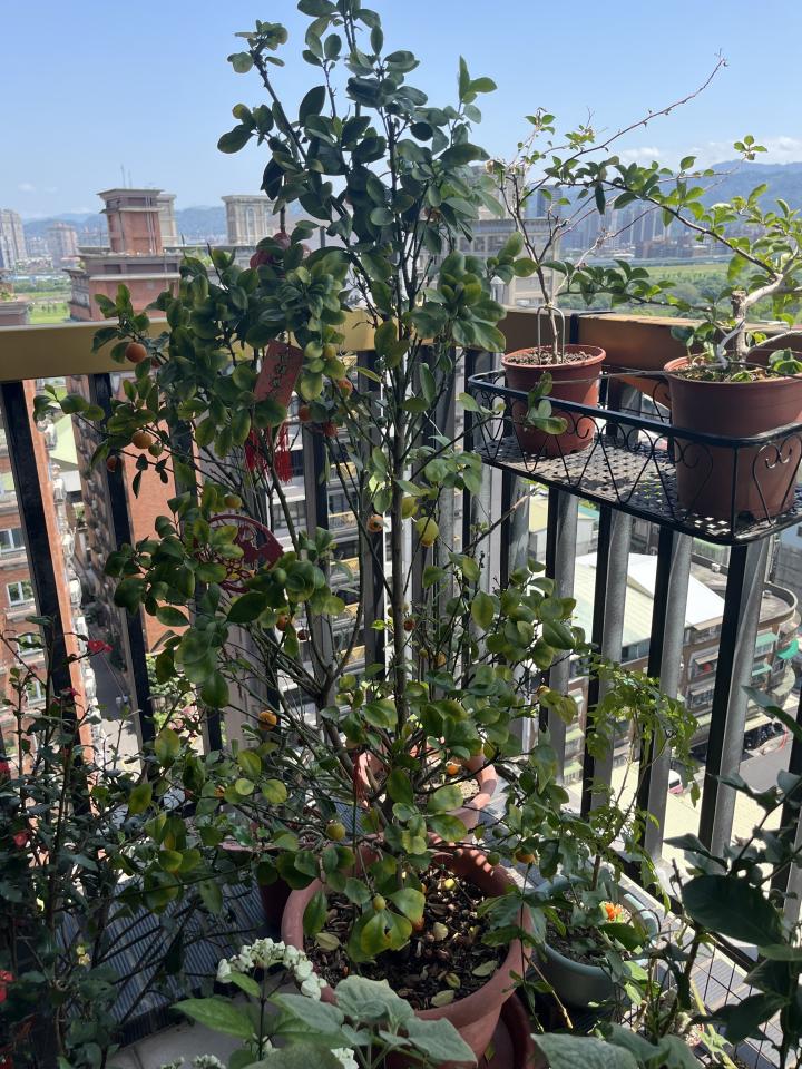 園藝維護案件圖片