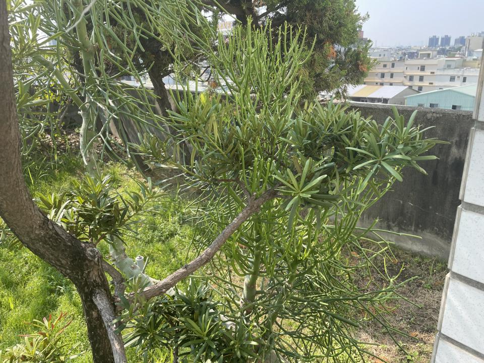 園藝維護案件圖片