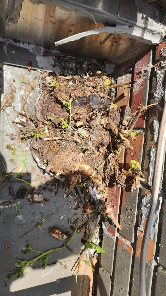 園藝維護案件圖片