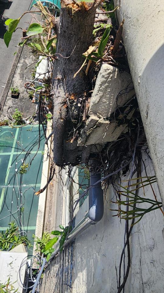 園藝維護案件圖片