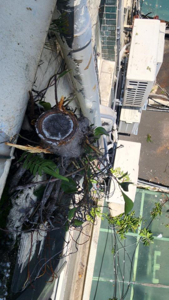 園藝維護案件圖片