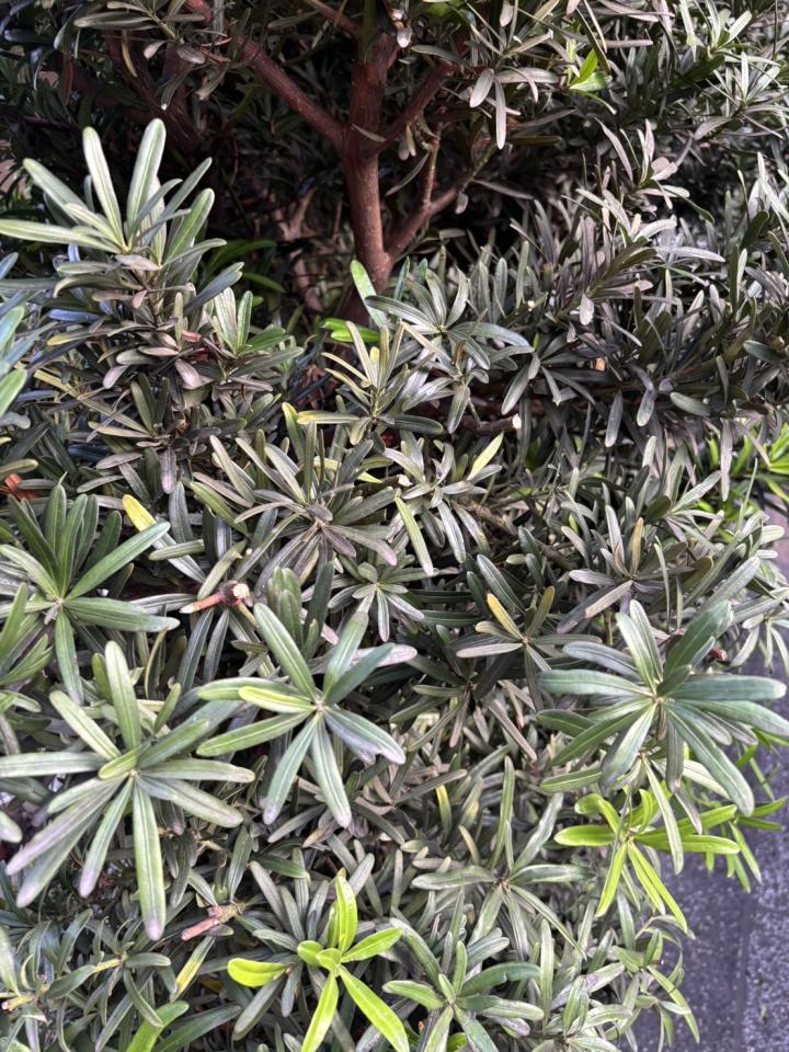 植物診療師案件圖片