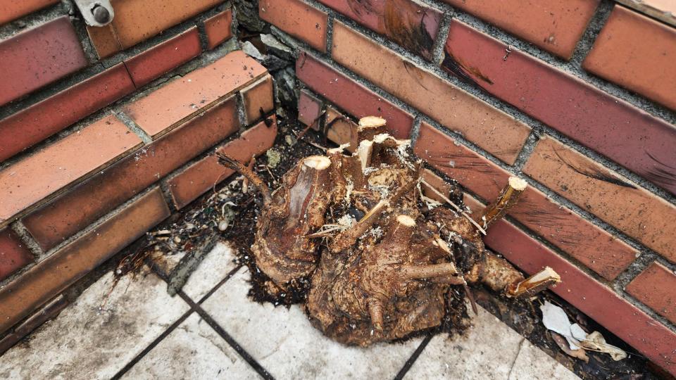 園藝維護案件圖片