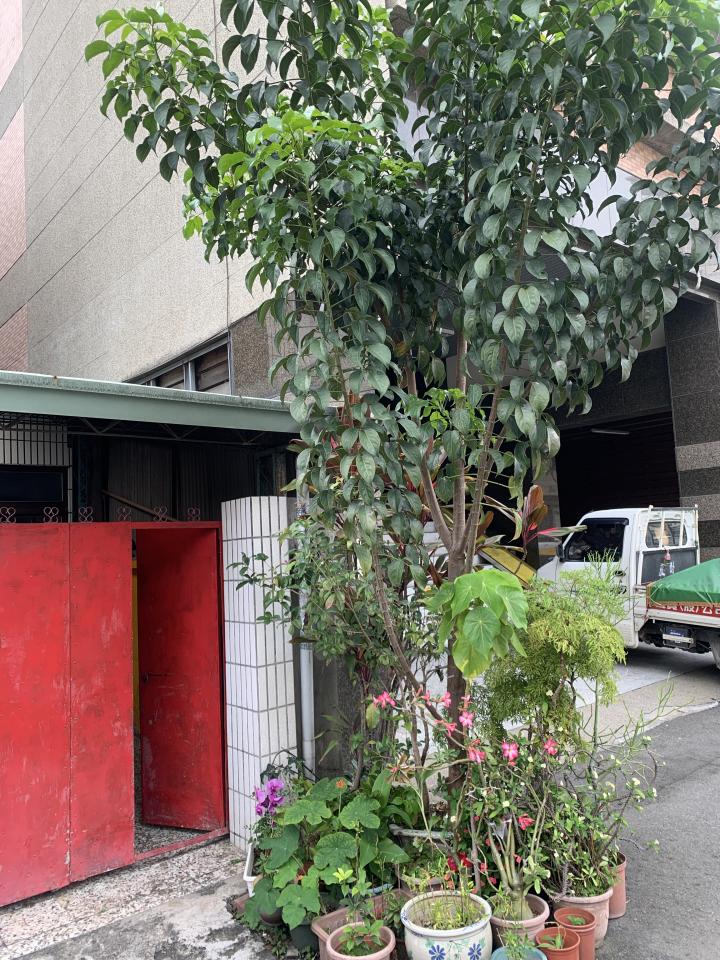 園藝維護案件圖片